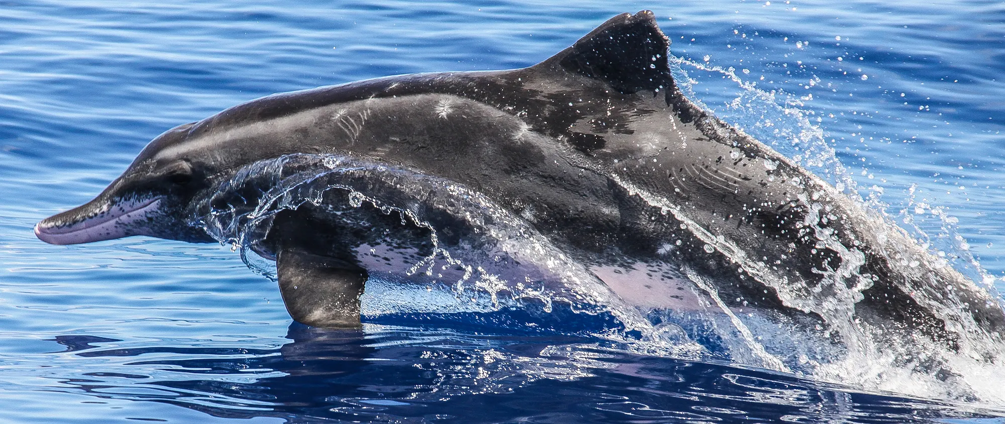 Dauphin à bec étroit