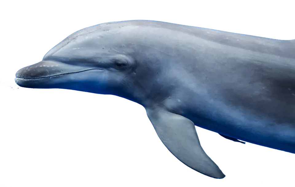 Diving with dolphins