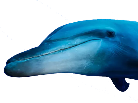 Nager avec un dauphin