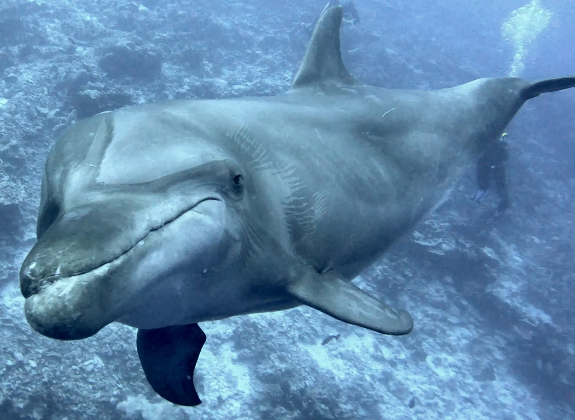 Zip encore, avec 14 autres dauphins et de belles interactions !