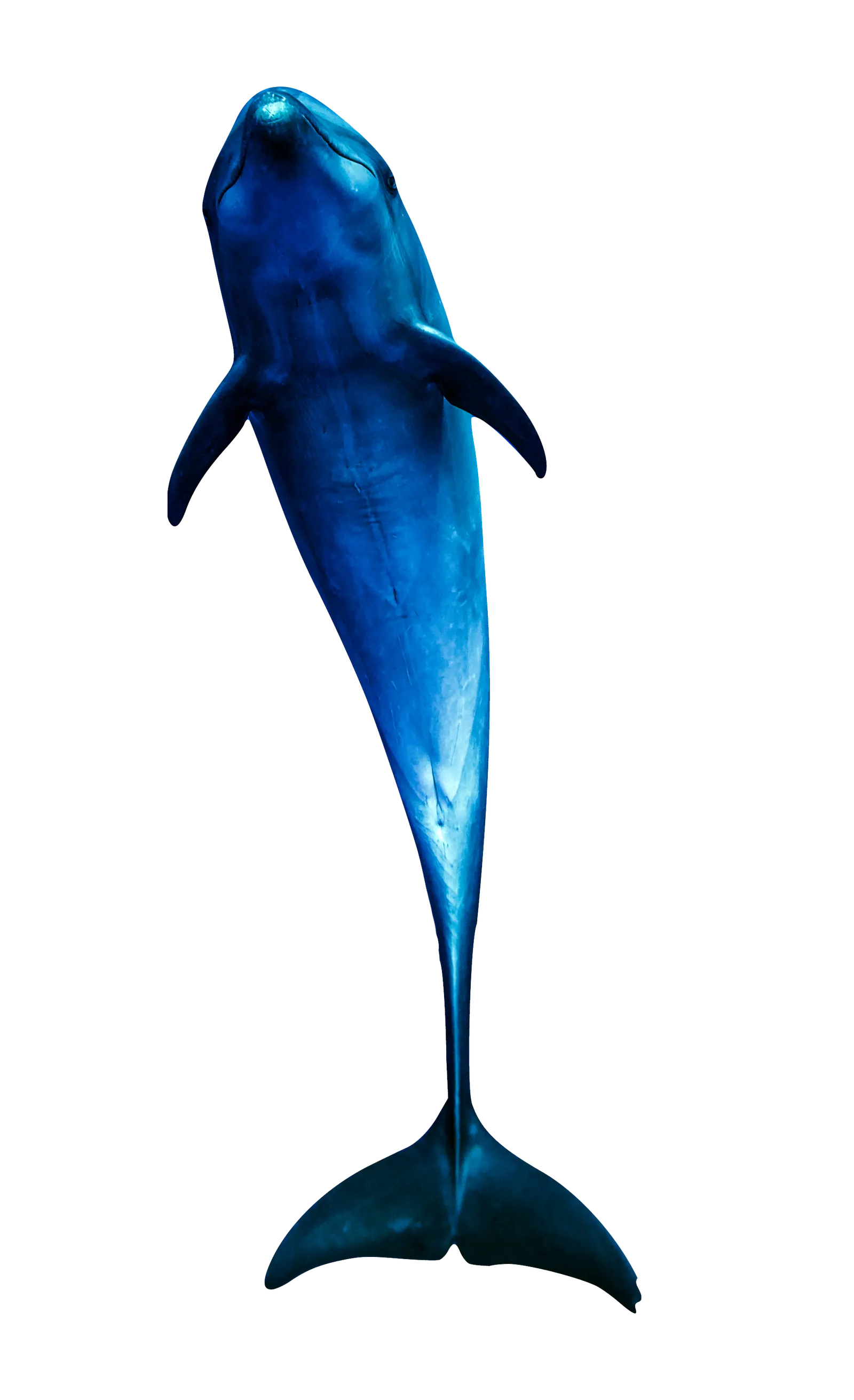 Zip