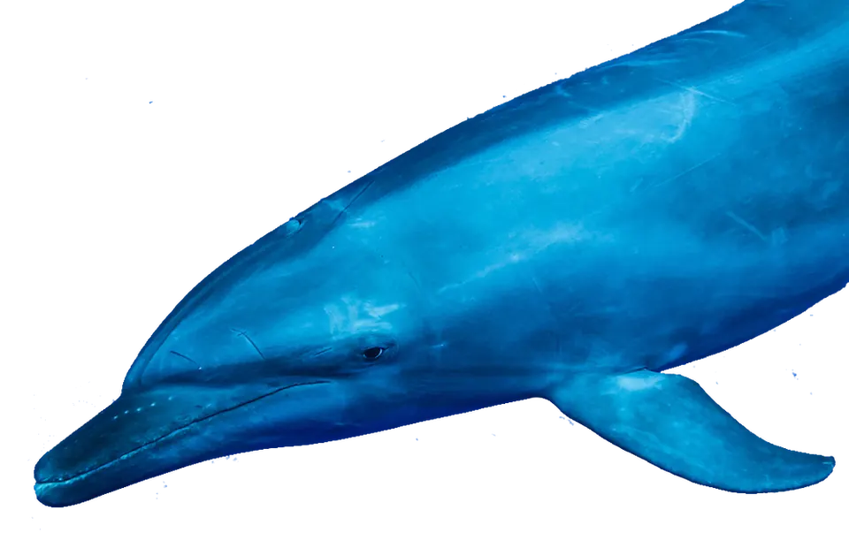 Swimming with dolphins
