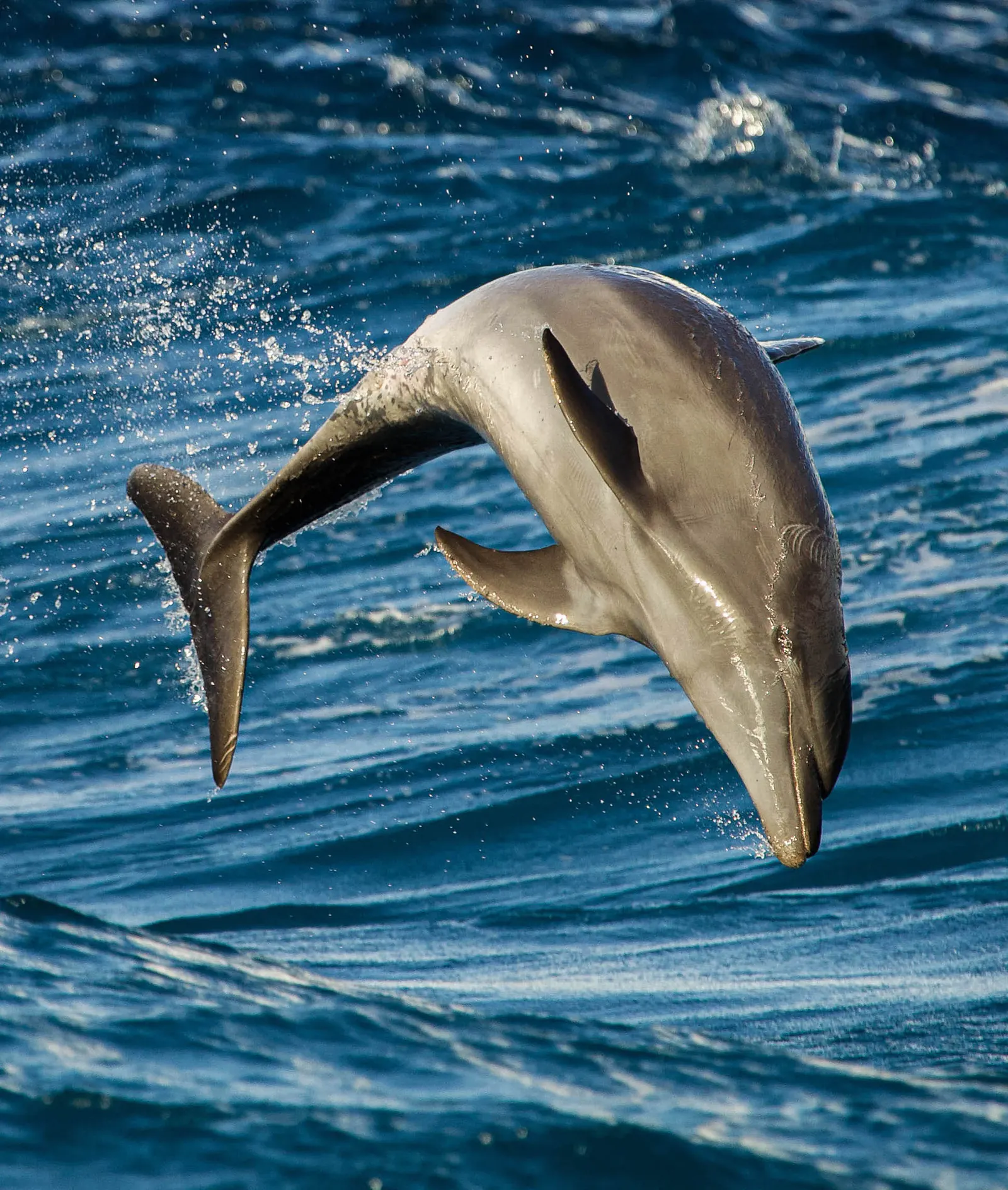 volontariat dauphins sauvages