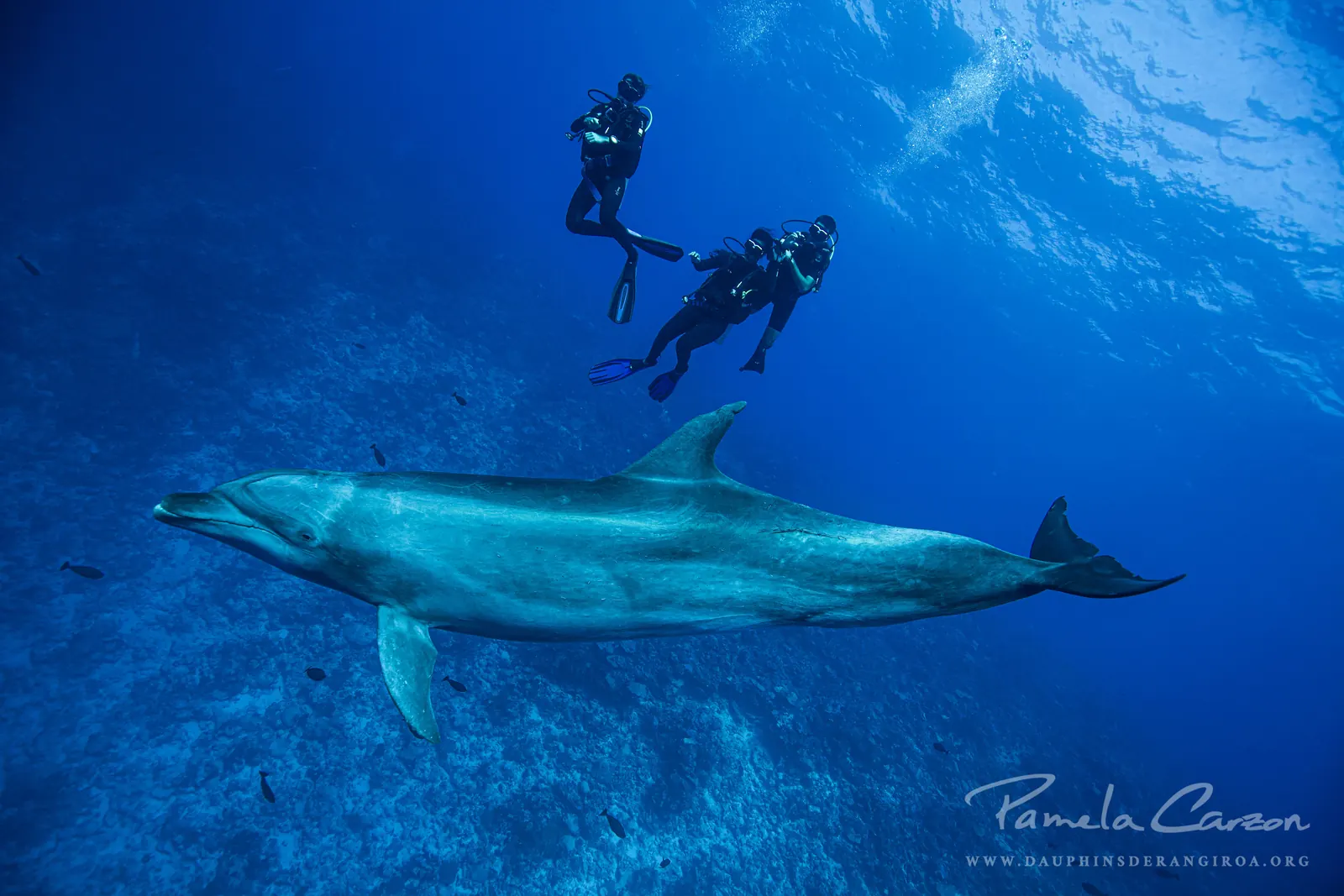 Participez à une enquête sur les interactions humains-dauphins !