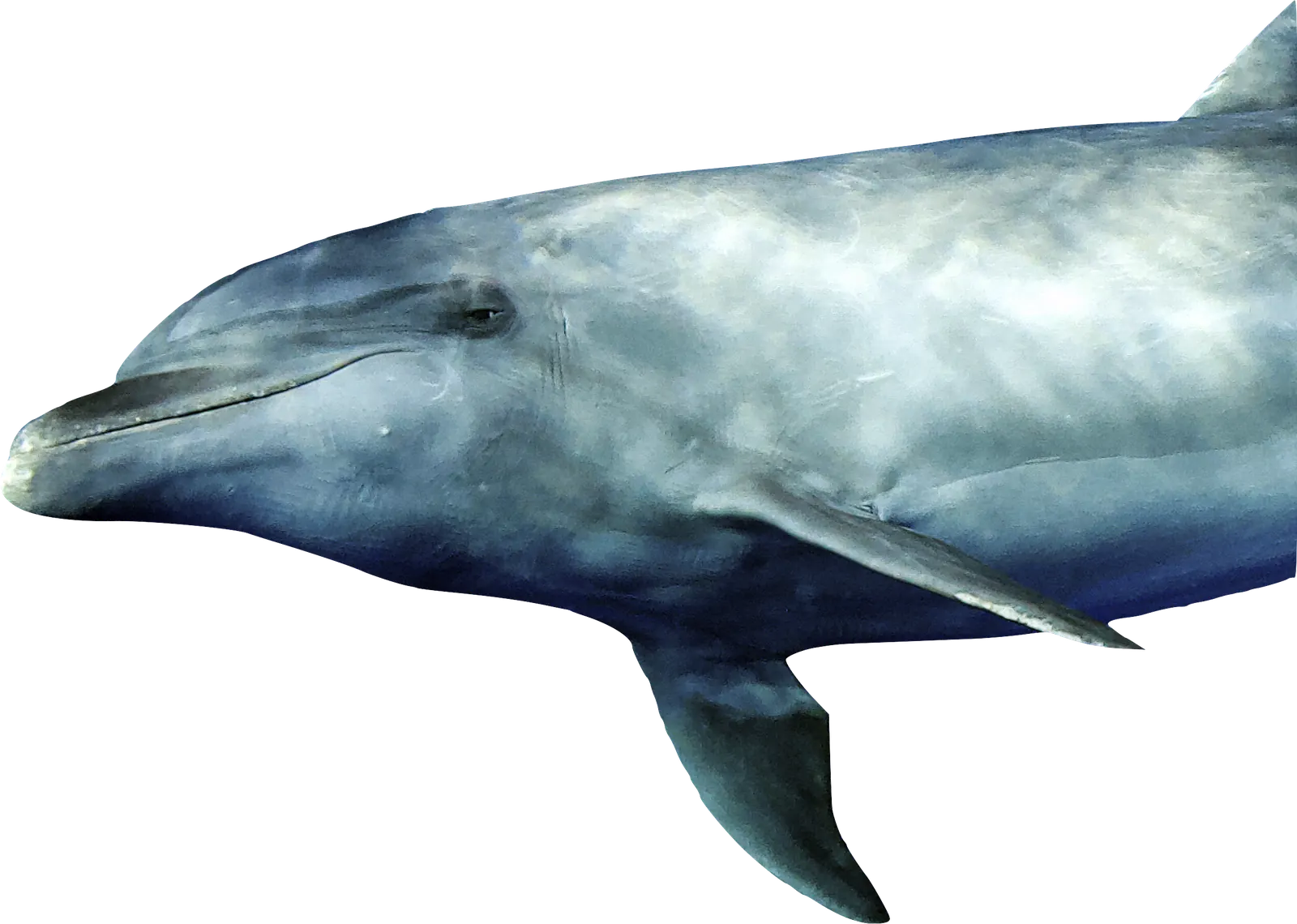 Touching a wild dolphin.png