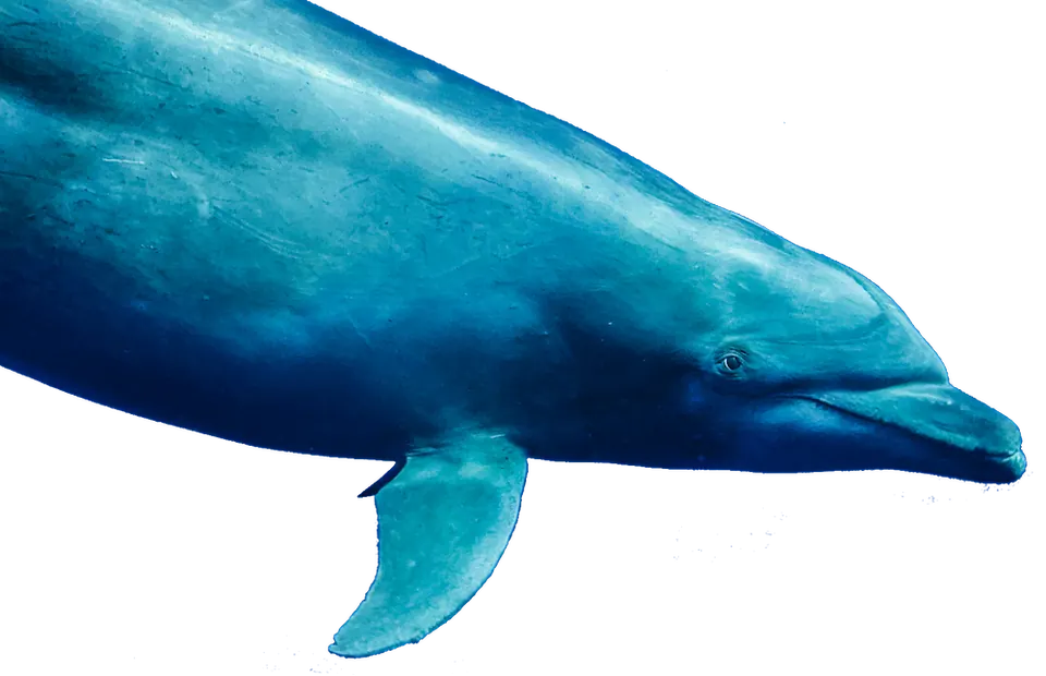 Plonger avec un dauphin