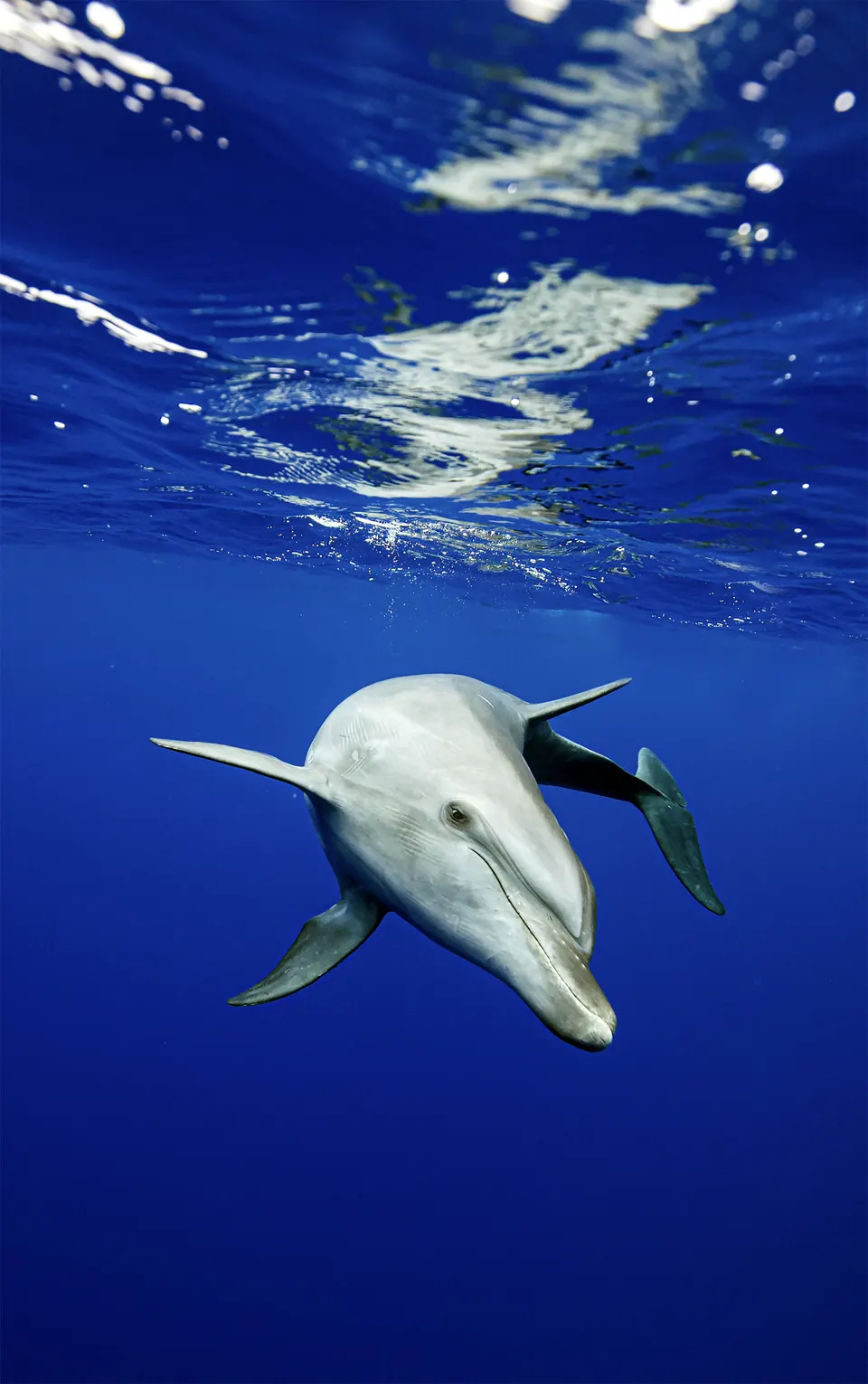 Rangiroa dolphins conservation