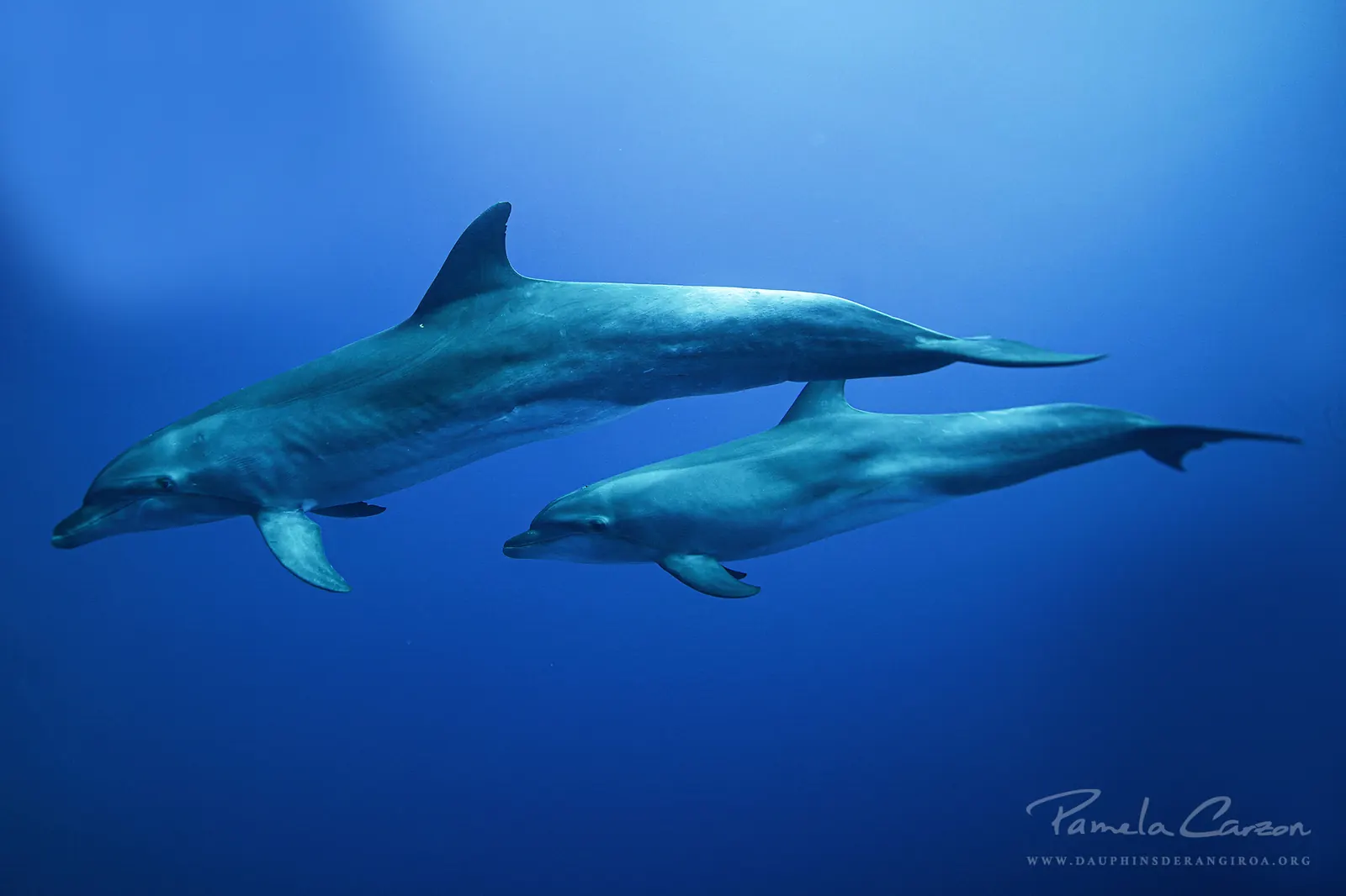 En juillet : rencontres, projet et observation sous-marine étonnante !