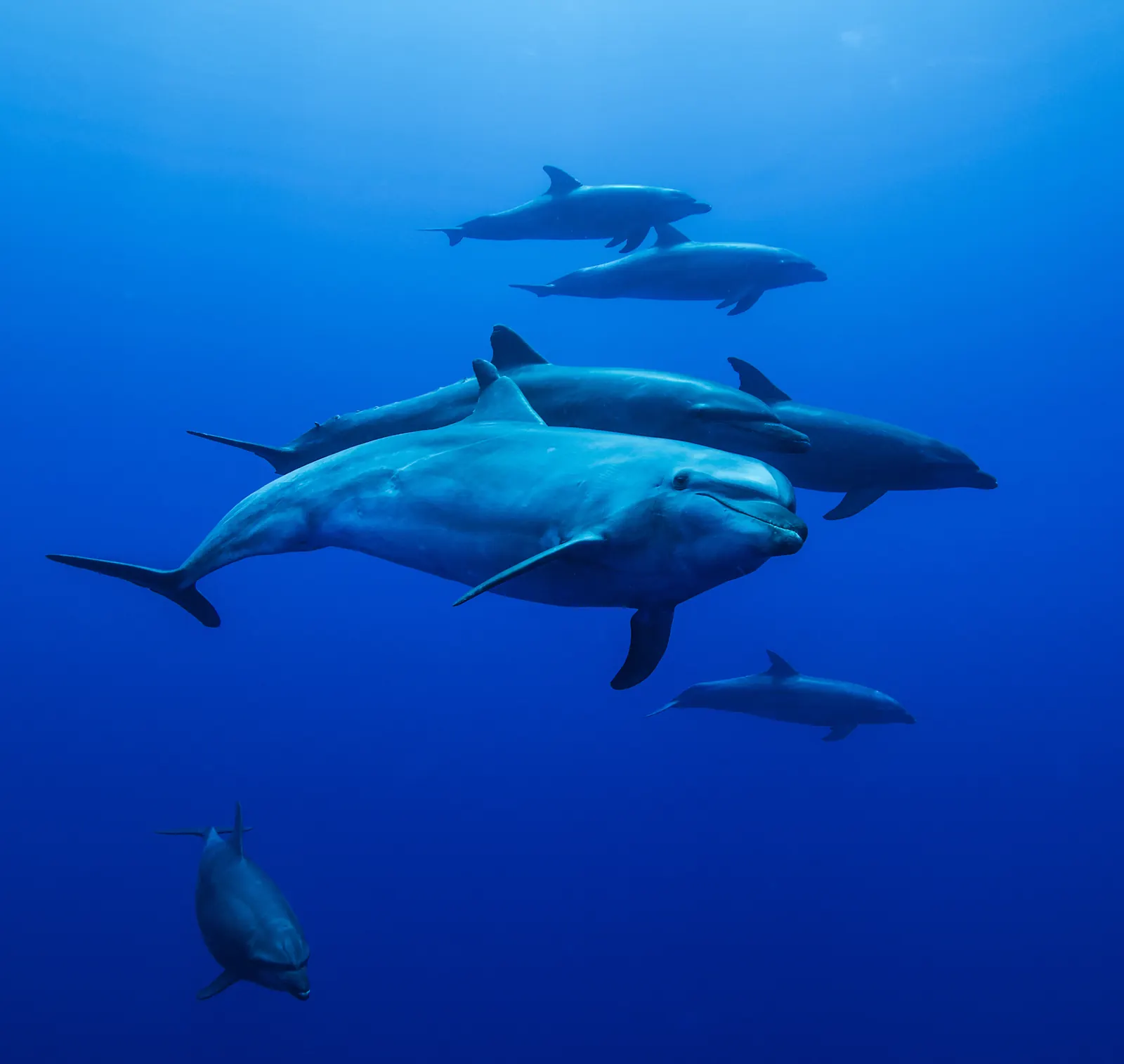 Programme de recherche sur les dauphins